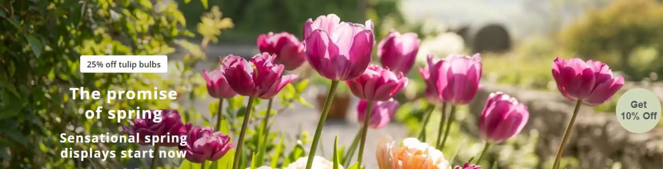 Crocus catalogue in Basildon | The Promise Of Spring | 2026-10-13T00:00:00.000Z - 2026-10-31T00:00:00.000Z
