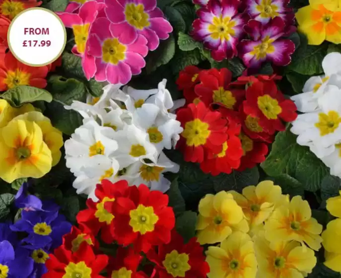 Thompson & Morgan catalogue in Maylandsea | From £17.99 | 2026-10-13T00:00:00.000Z - 2026-11-10T00:00:00.000Z