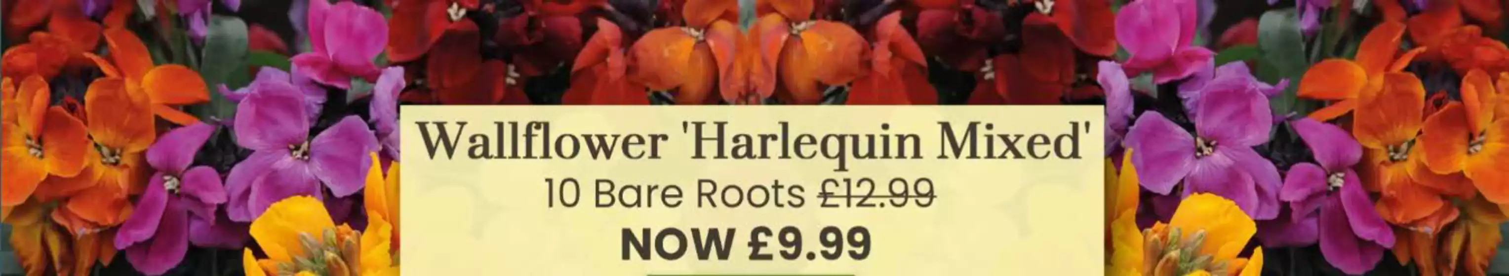 Dobbies Garden Centre catalogue in Buckfastleigh | Wallflower Harlequin Mixed  | 2026-10-27T00:00:00.000Z - 2026-11-02T00:00:00.000Z