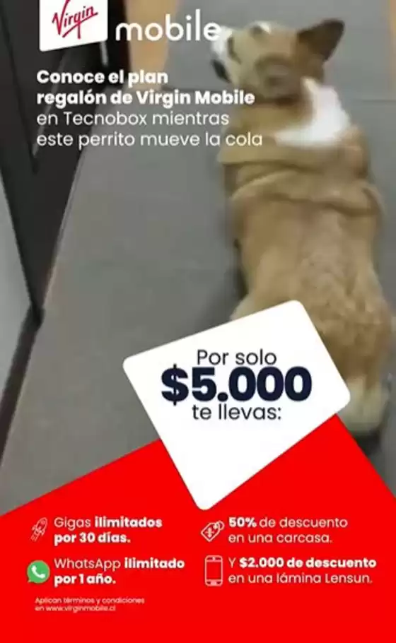 Oferta exclusivos!