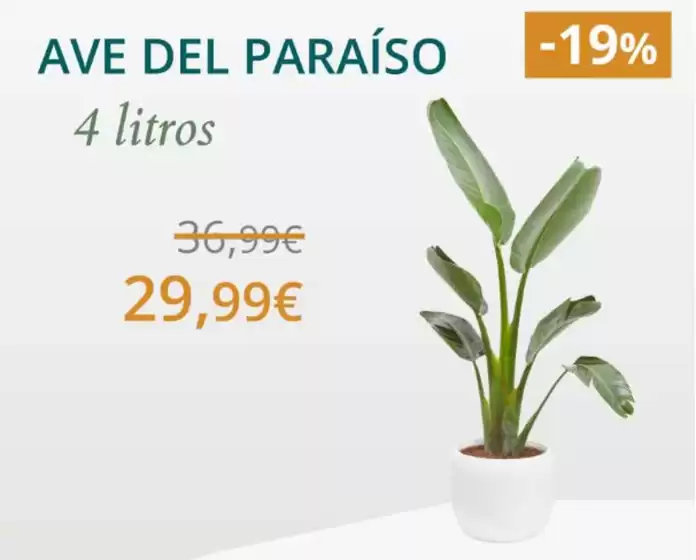 Catálogo Verdecora en Araitz | Oferta | 2026-08-28T00:00:00.000Z - 2026-09-10T00:00:00.000Z