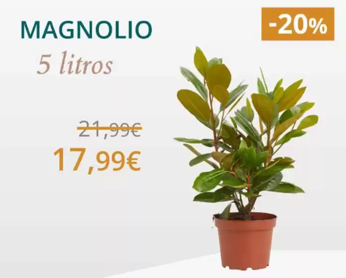 Catálogo Verdecora en Madridejos | Oferta | 2026-09-30T00:00:00.000Z - 2026-10-13T00:00:00.000Z