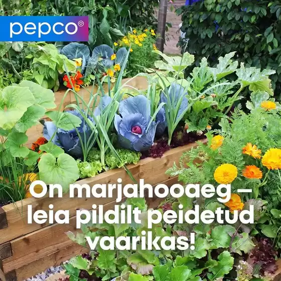 Pepco kliendileht linnas Jõhvi | Pepco kataloog | 2026-08-01T00:00:00.000Z - 2026-08-15T00:00:00.000Z