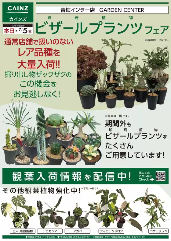 カインズホームのカタログ | ビザールプランツ | 2026-06-26T00:00:00.000Z - 2026-07-05T00:00:00.000Z