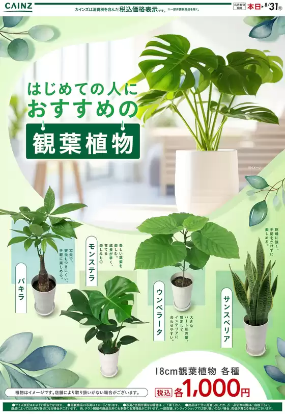カインズホームのカタログ | 観葉植物 723号 | 2026-07-22T00:00:00.000Z - 2026-08-03T00:00:00.000Z