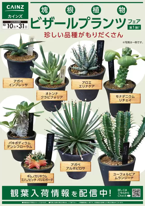 福生市でのカインズホームのカタログ | 塊根植物フェア1010号 | 2026-10-09T00:00:00.000Z - 2026-10-31T00:00:00.000Z