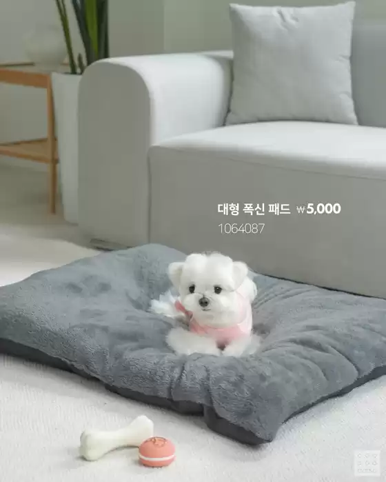 다이소 전단지
