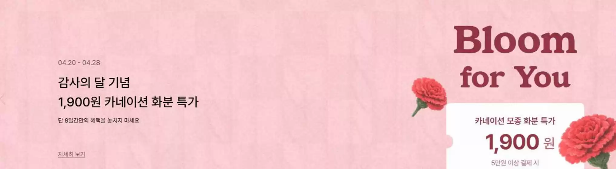 제천시의 오설록 카탈로그 | 감사의 달 기념 1,900원 카네이션 화분 특가 | 2026-04-20T00:00:00.000Z - 2026-04-28T00:00:00.000Z