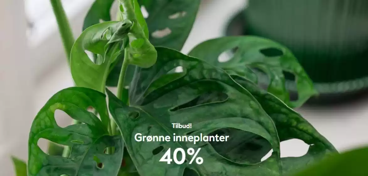 Hageland-katalog i Halden | Grønne inneplanter 40% | 2026-01-07T00:00:00.000Z - 2026-01-21T00:00:00.000Z