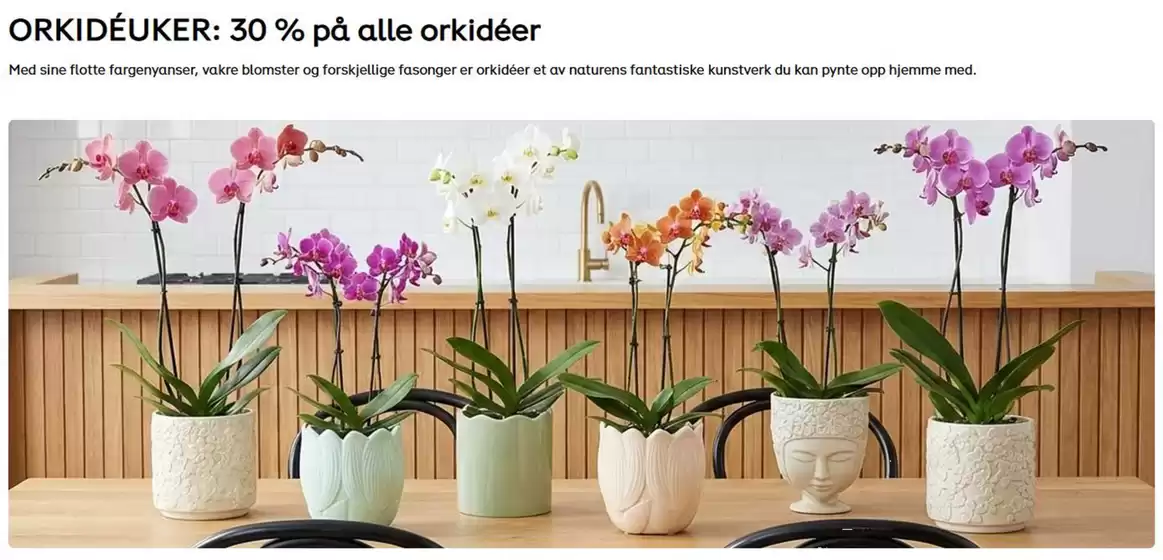 Plantasjen-katalog i Ulsteinvik | 30% på alle orkidéer | 2026-01-22T00:00:00.000Z - 2026-01-25T00:00:00.000Z