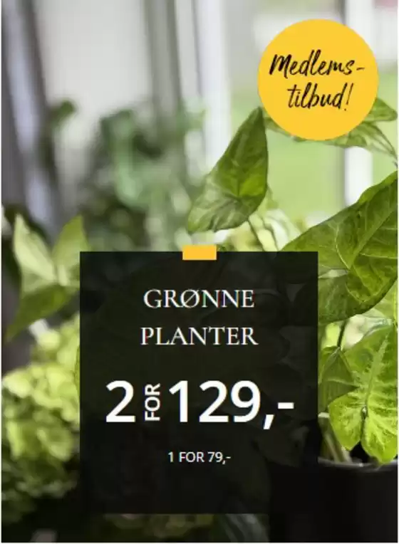 Floriss-katalog i Lillehammer | Medlems-tilbud! | 2026-04-09T00:00:00.000Z - 2026-04-23T00:00:00.000Z