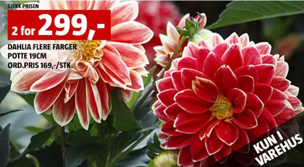 Bauhaus-katalog | Oppdag attraktive tilbud | 2026-07-11T00:00:00.000Z - 2026-07-25T00:00:00.000Z