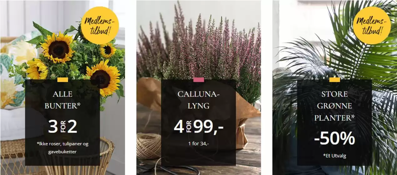 Floriss-katalog | Floriss Salg | 2026-08-13T00:00:00.000Z - 2026-08-27T00:00:00.000Z