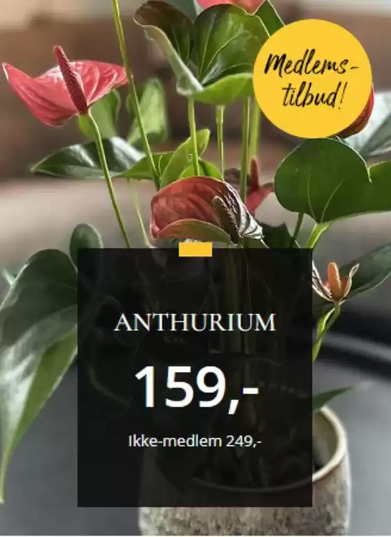 Floriss-katalog i Namsos | Floriss Salg | 2026-09-21T00:00:00.000Z - 2026-10-05T00:00:00.000Z