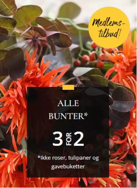 Floriss-katalog | Floriss Salg | 2026-10-20T00:00:00.000Z - 2026-11-03T00:00:00.000Z