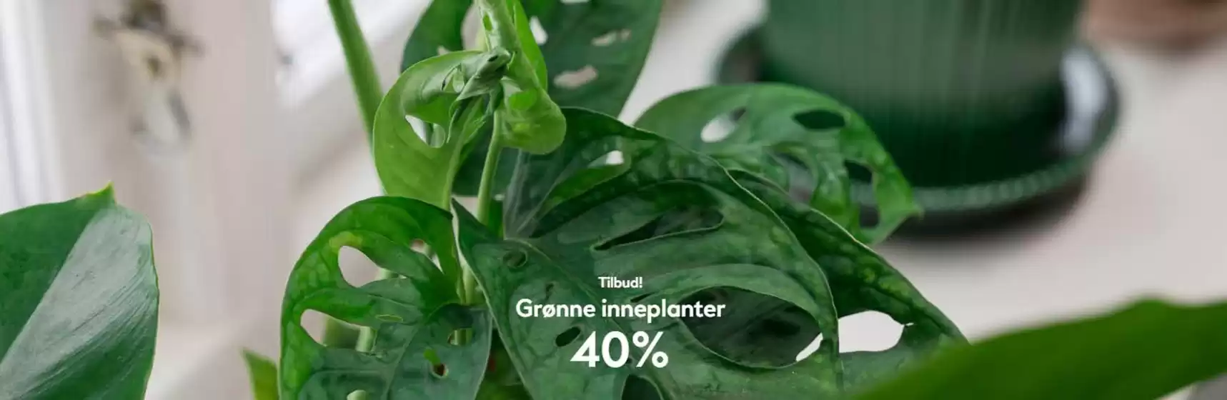 40% 