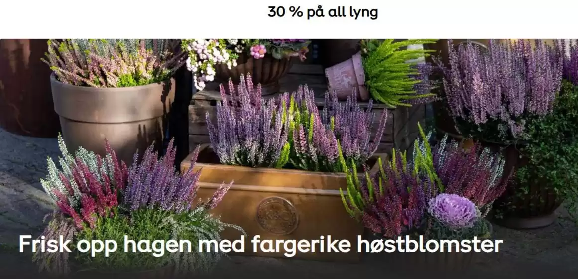 Plantasjen-katalog i Kopervik | 30 % på all lyng | 2025-10-16T00:00:00.000Z - 2025-10-30T00:00:00.000Z