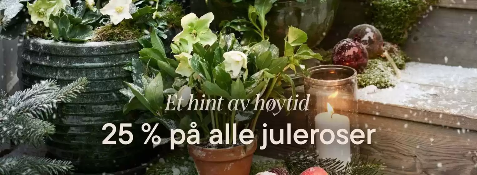 Plantasjen-katalog i Nittedal | 25% på alle juleroser | 2025-11-05T00:00:00.000Z - 2025-11-19T00:00:00.000Z