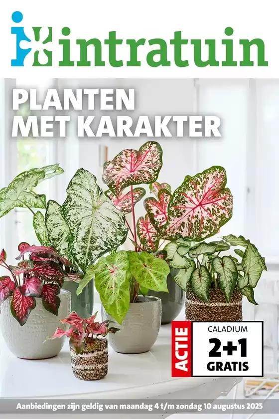 Catalogue Intratuin à Butgenbach | Planten Met Karakter | 2025-08-04T00:00:00.000Z - 2025-08-10T00:00:00.000Z
