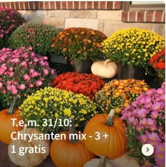 Catalogue Eurotuin à Zonnebeke | Ofertas  | 2026-10-30T00:00:00.000Z - 2026-10-31T00:00:00.000Z