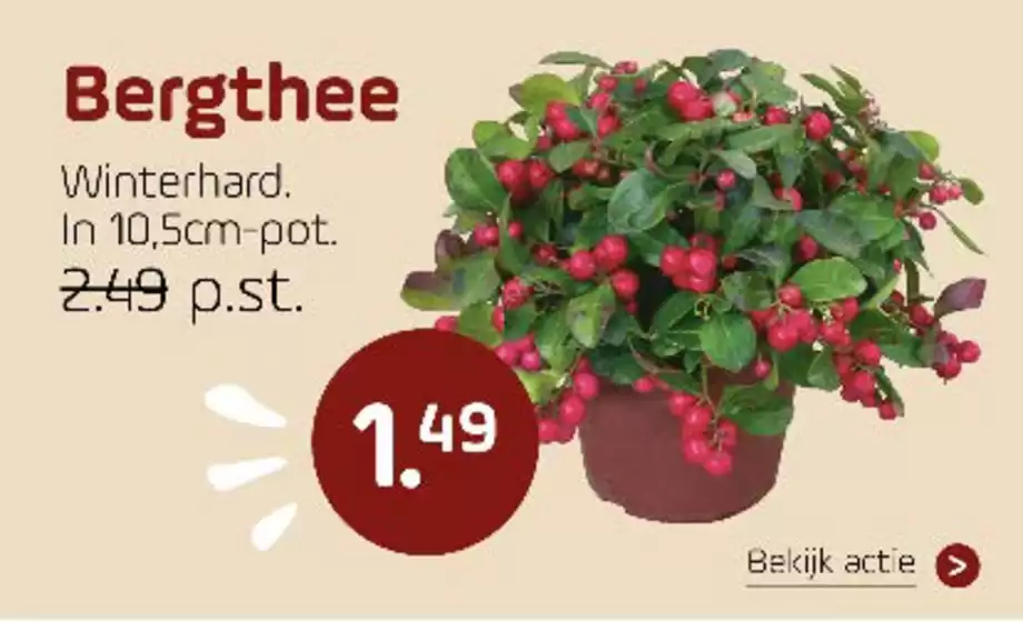 Catalogus van Coppelmans in Eindhoven | Bergthee | 2025-10-22T00:00:00.000Z - 2025-11-05T00:00:00.000Z