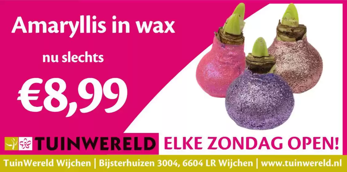 Catalogus van TuinWereld in Barendrecht | Amaryllis in wax | 2025-11-19T00:00:00.000Z - 2025-11-23T00:00:00.000Z