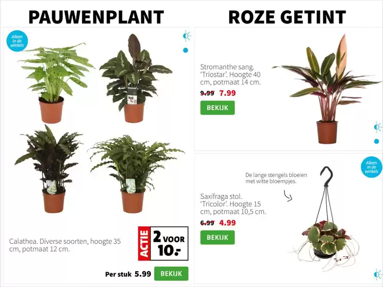 Bonte bladplanten