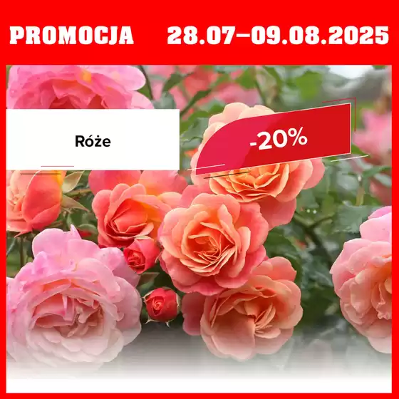 Katalog Szarotka w: Częstochowa | Półmetek wakacji za nami | 2025-07-29T00:00:00.000Z - 2025-08-09T00:00:00.000Z