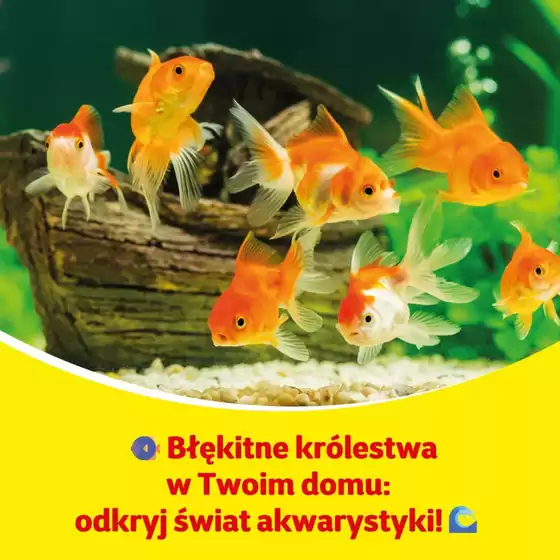 Katalog Kakadu w: Grybów | Nasze najlepsze okazje | 2025-11-14T00:00:00.000Z - 2025-11-28T00:00:00.000Z