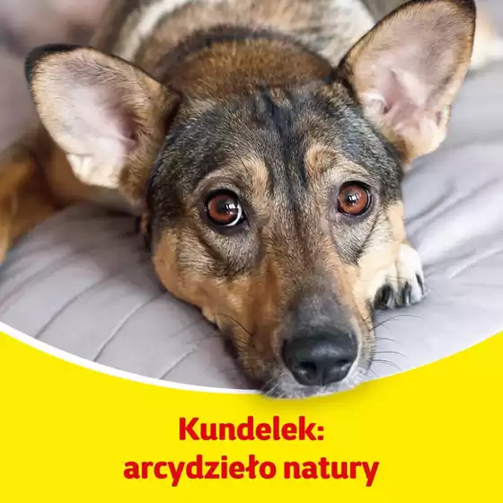 Katalog Kakadu w: Pruszcz Gdański | Aktualne promocje specjalne | 2025-12-06T00:00:00.000Z - 2025-12-20T00:00:00.000Z