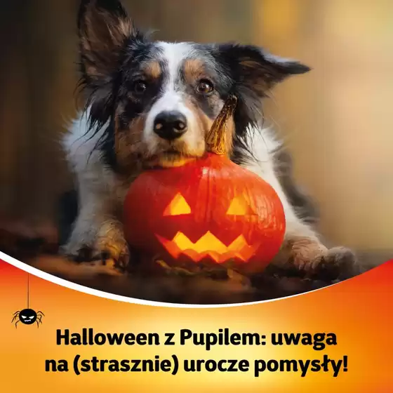 Katalog Kakadu w: Swarzędz | Świetne rabaty na wybrane produkty | 2025-12-07T00:00:00.000Z - 2025-12-21T00:00:00.000Z