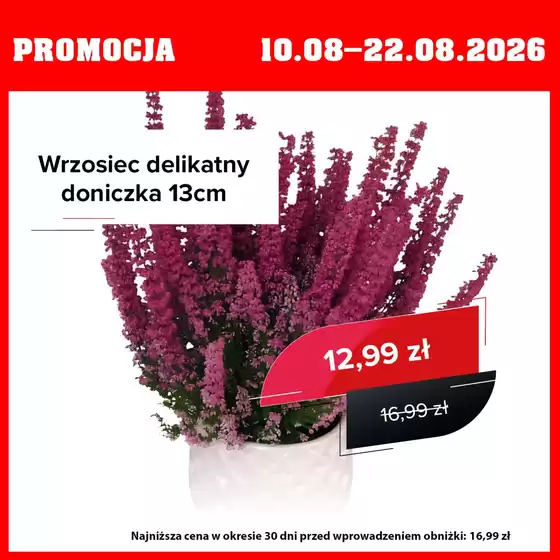 Katalog Szarotka w: Ożarów | Promocja do 22.08 | 2026-08-10T00:00:00.000Z - 2026-08-22T00:00:00.000Z