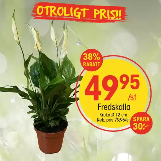 Aktuella specialerbjudanden