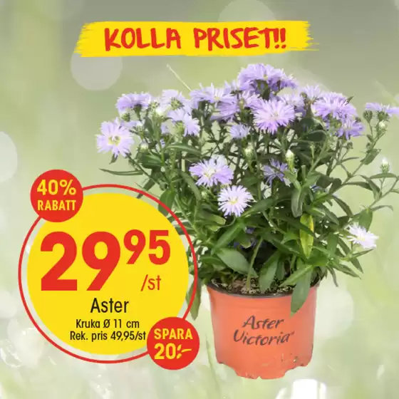 Aktuella specialerbjudanden