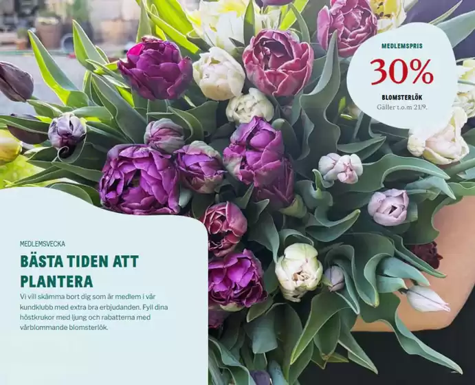 Blomsterlandet-katalog i Uppsala | Bästa tiden att plantera! | 2025-09-18T00:00:00.000Z - 2025-09-21T00:00:00.000Z