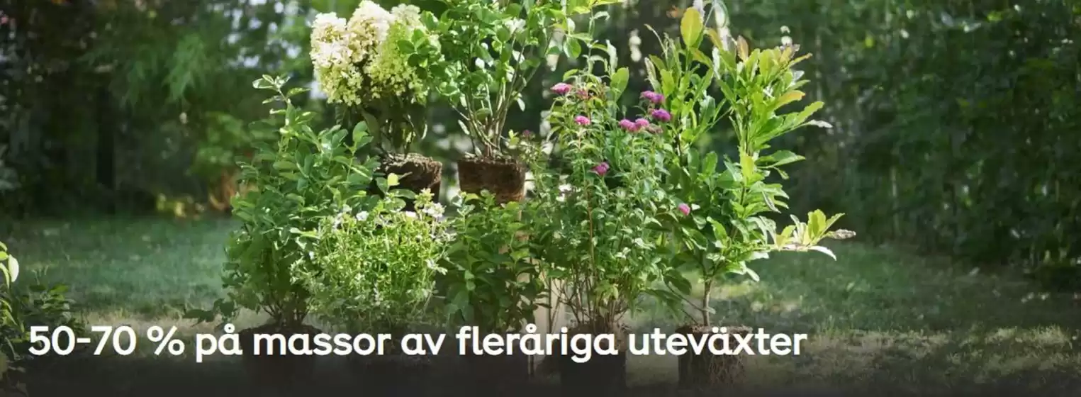 50-70% på massor av fleråriga uteväxyer!